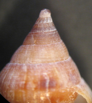 Columbella rustica juv.